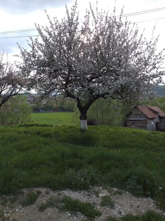 Casa Miracole Otel Bran  Dış mekan fotoğraf